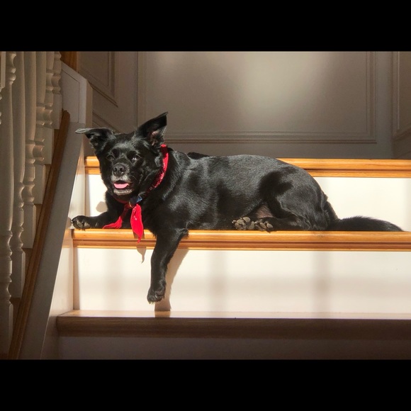 This is Charlie - Picture 1 of 6